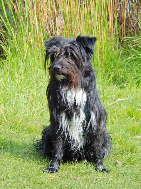 Das ist unser Pflegehund Pedro ( 6 ), den unsere Freunde aus einer Tötungsstation in Ungarn gerettet haben....