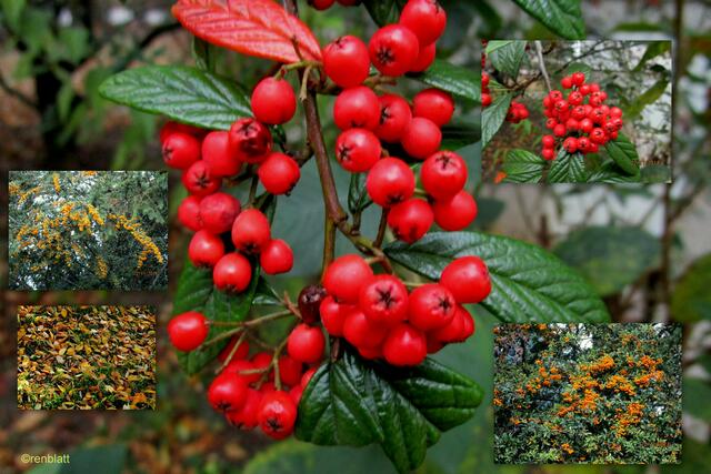 Collage Herbst bunt gemischt. LG Renate