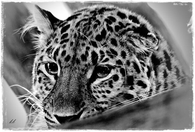 Amurleoparden unterscheiden sich von anderen Unterarten durch ein dichtes Fell, das kräftig und einheitlich gezeichnet ist. Leoparden vom Flussbecken des Amur, den Bergen im Nordosten der Volksrepublik China und der koreanischen Halbinsel haben besonders im Winter blasse cremefarbene Felle. | Foto: eigenes