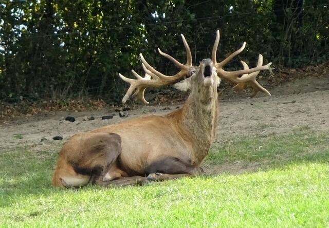 Es war nicht zu überhören: Der kapitale Hirsch röhrte lautstark, es ist Brunftzeit.