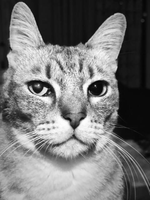 Bubi der Pirat aus der Donaustadt  | Foto: Karmen Erhart 