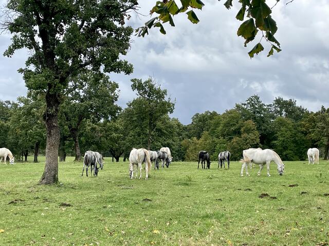 Da sind sie schon - die wunderschönen Lipizzaner