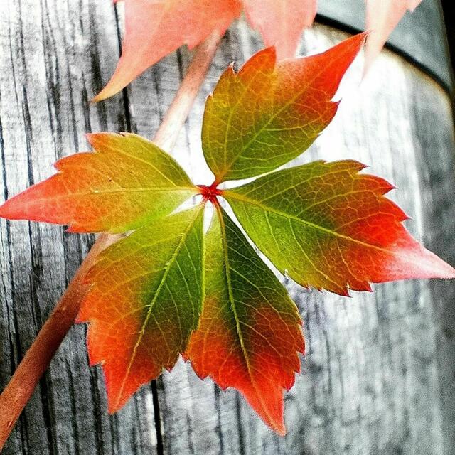 Metamorphose | Foto: Christoph Winter