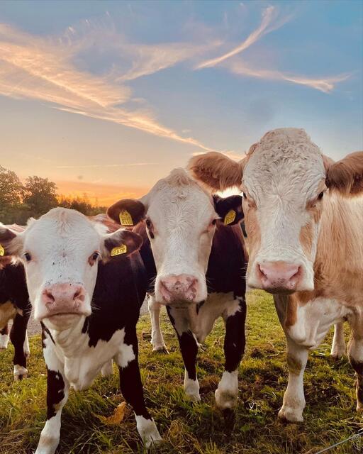 Herbstabend
 | Foto: Josef Glaser