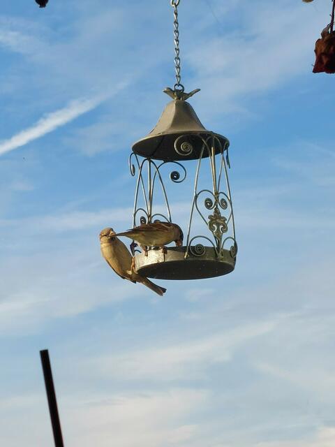 Hatts nicht mal geheißen es gibt wenig Spatzen?
Zu Spitzenzeiten hupfen in Parndorf 10, 12 gleichzeitig am Balkon ^^