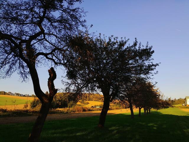 Obstbäume in Oberschützen 