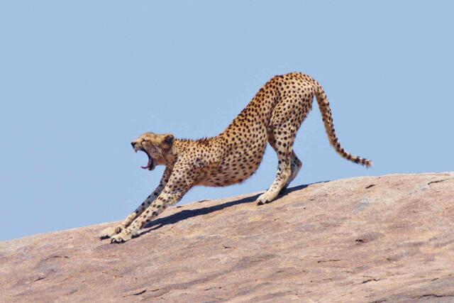 Multimediaschau in St. Pölten: Geparde beobachten auf Safari in Afrika | Foto: Peter Löwenstein