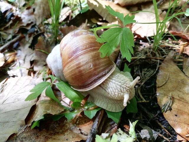 Eine hübsche Weinbergschnecke im herbstlichen Blätterwald
 | Foto: Melanie Fröhlich