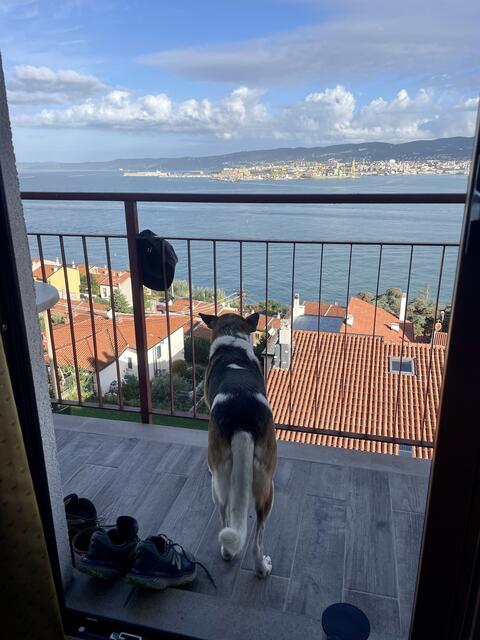 Nala liebt Seaview