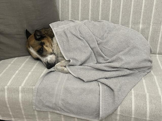 Nach fast 30km endlich in Villa Opicina angekommen - Nala ist k.o.! :(