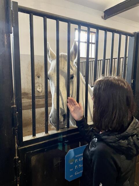 Für € 18,- kann man das Lipizzaner-Gestüt besuchen
