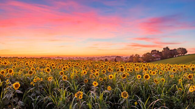 Abendstimmung über dem Sonneblumenfeld in Kallham | Foto: Richard Mayr