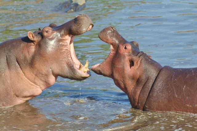Multimediaschau in St. Pölten: Nilpferde beobachten auf Safari in Afrika | Foto: Peter Löwenstein