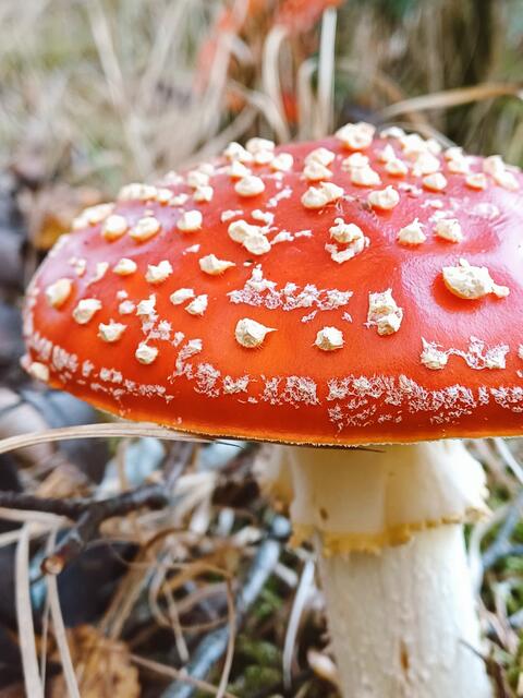 🍄 | Foto: Ursula Kohlberger