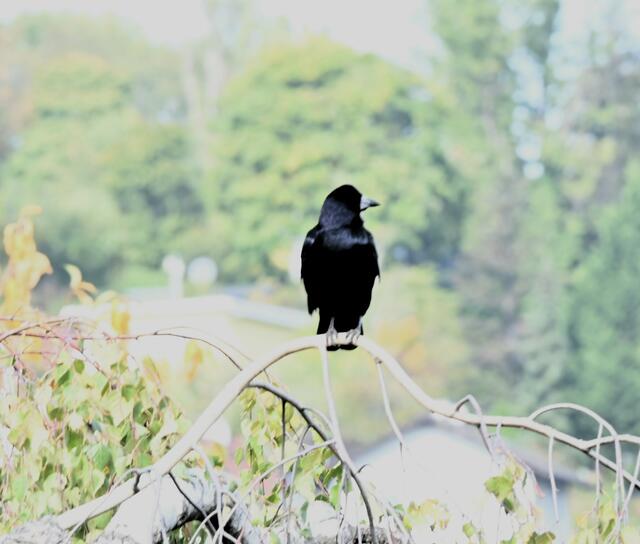 Saatkrähe am "Wachposten" | Foto: (C) Zuzana Kobesova - https://ebird.org/myebird/AT-9