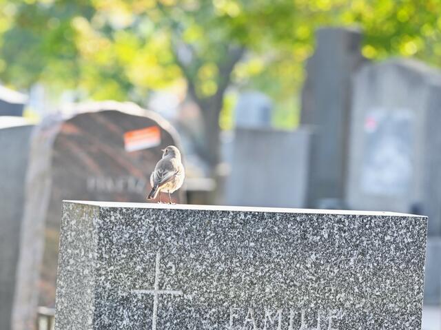 Hausrotschwanz bei Gräbersichtung | Foto: (C) Zuzana Kobesova - https://ebird.org/myebird/AT-9