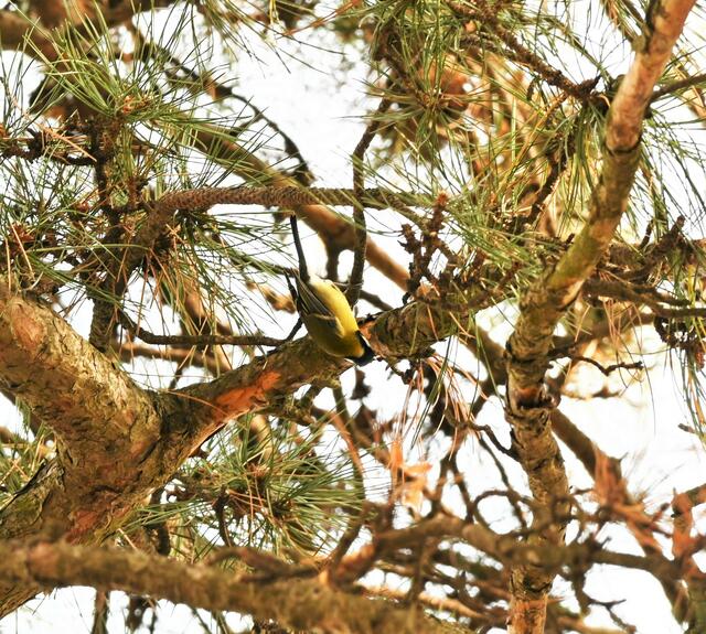 Bei Föhren assistierende Kohlmeise  | Foto: (C) Zuzana Kobesova - https://ebird.org/myebird/AT-9
