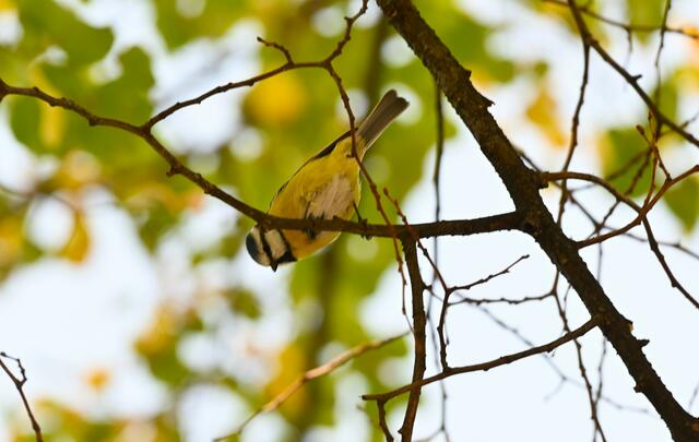 Besucht der neugierigen Blaumeise | Foto: (C) Zuzana Kobesova - https://ebird.org/myebird/AT-9