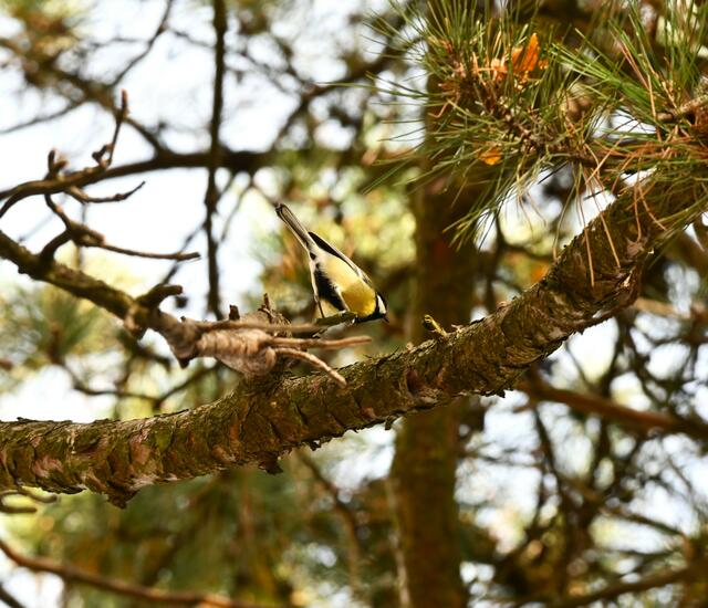 Noch eine bei Föhren assistierende Kohlmeise  | Foto: (C) Zuzana Kobesova - https://ebird.org/myebird/AT-9