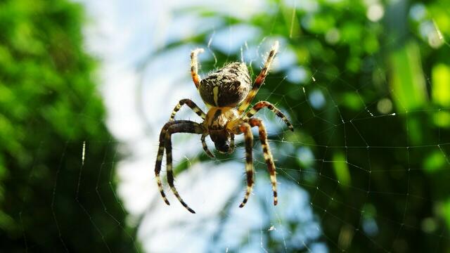 Gartenkreuzspinne Oktober 2023  &gt;&gt;&gt; Link zum Bildbericht | Foto: © Silvia Plischek