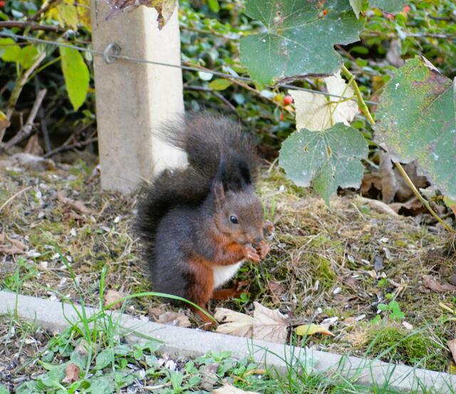 Die Zeit der Futtersuche beginnt: Margit Schadler aus Leibnitz hat ein Eichhörnchen am Futterhaus entdeckt. | Foto: Margit Schadler