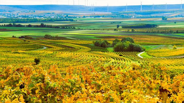 Im Herbst erstrahlen die Weingärten in Oberpullendorf in Gelb- und Goldtönen.  | Foto: Hermann Sauer