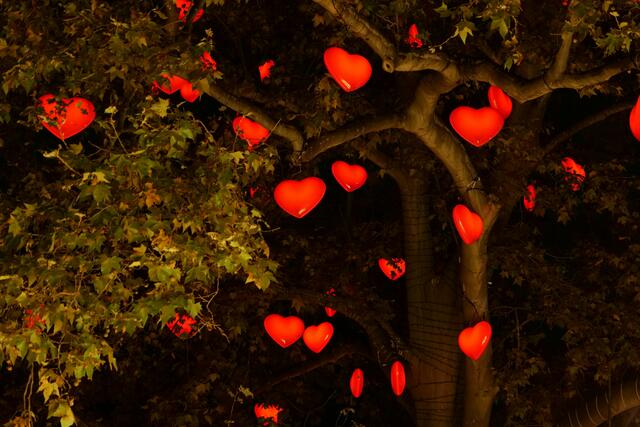 200 Herzen erleuchten den beliebten Herzerlbaum. | Foto: Max Spitzauer/RMW