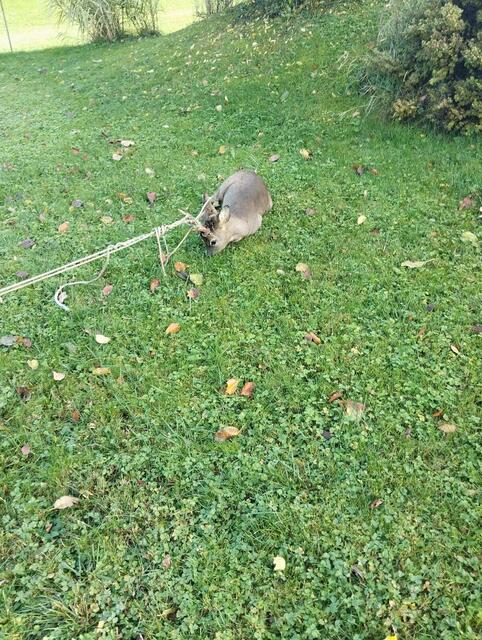 Die Floriani konnten das Tier aus seiner misslichen Lage retten. | Foto: Freiwillige Feuerwehr Bad Ischl/Feuerwache Reiterndorf