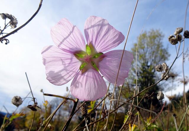 Eine prächtige Malve 