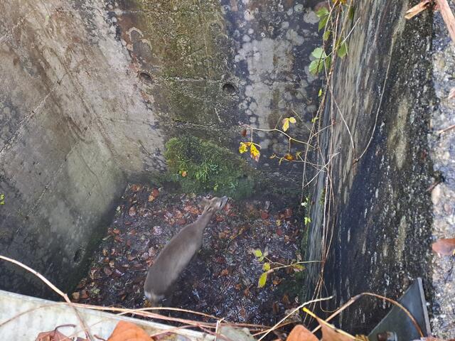 Das Reh wollte die Bundesstraße überqueren und landete in einem Wasserschacht.  | Foto: FF Innerschwand