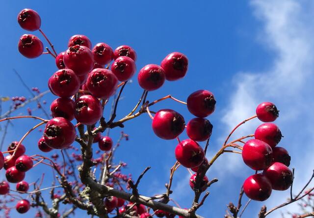 Weißdorn-Früchte, ein Blickfang!