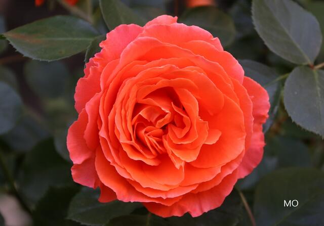 Rote Rose als Zeichen der Liebe