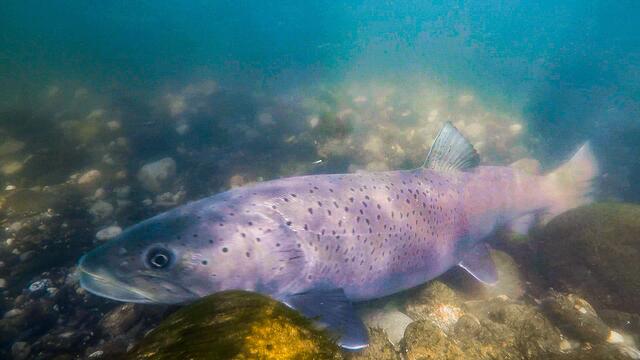 Der Huchen, auch als "König der Alpenflüsse" bekannt, ist vom Aussterben bedroht. | Foto: Keppel