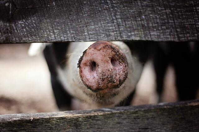 Im Vulkanland werden in der Schweinemast neue Lösungen aufgezeigt.  | Foto: Symbolfoto Pexels/Pixabay