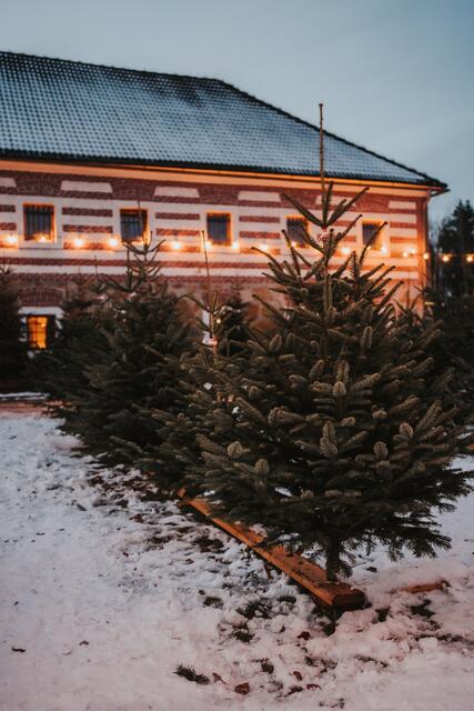 Ab 8. Dezember kann man ab Hof die Christbäume kaufen. | Foto: Doppelbauer