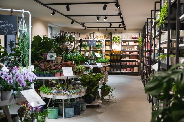 Als kleines Eröffnungsgeschenk gibt es am 10. November von 14 bis 16 Uhr für Besucher eine Pflanze gratis – zumindest, solange der Vorrat reicht. | Foto: Salon Verde/Marion Payr