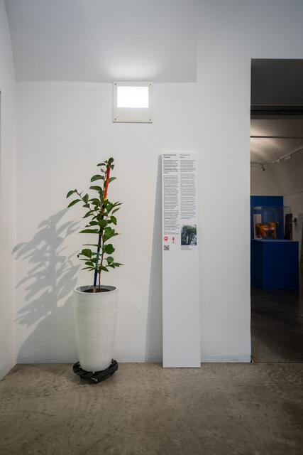 Der Baum wird dann im Wiener Stadtgebiet gepflanzt. | Foto: David Bohmann