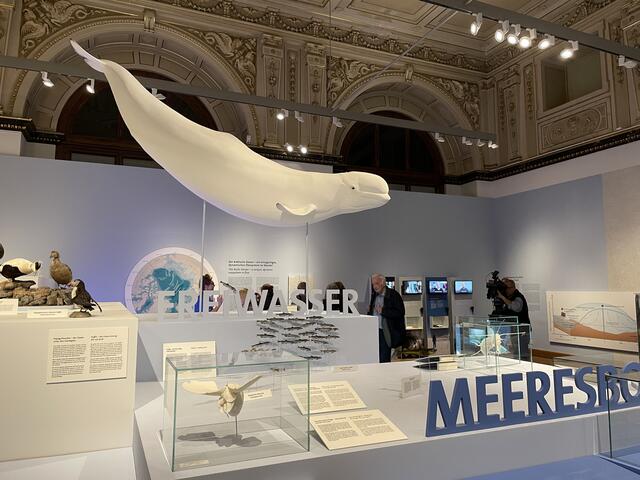 Welche Tiere schwimmen im arktischen Ozean? Auch das zeigt die neue Schau. | Foto: Teischl/RMW