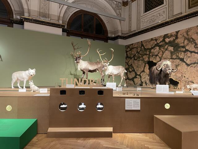 Auch über die Tundra kann man in der Ausstellung vieles erfahren. | Foto: Teischl/RMW