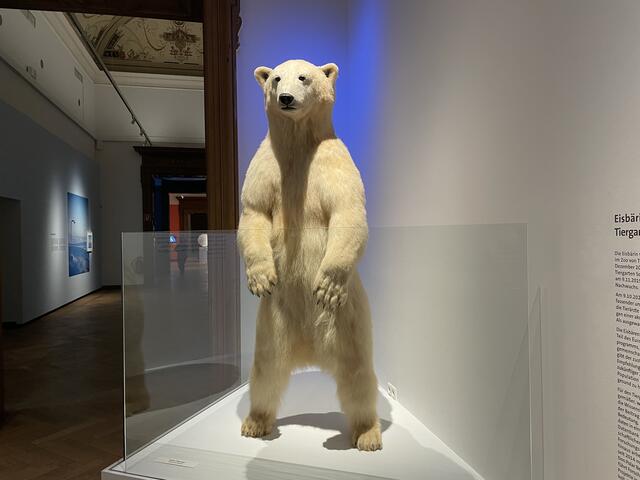 Das Eisbären-Präparat gilt als Highlight der Ausstellung. | Foto: Teischl/RMW