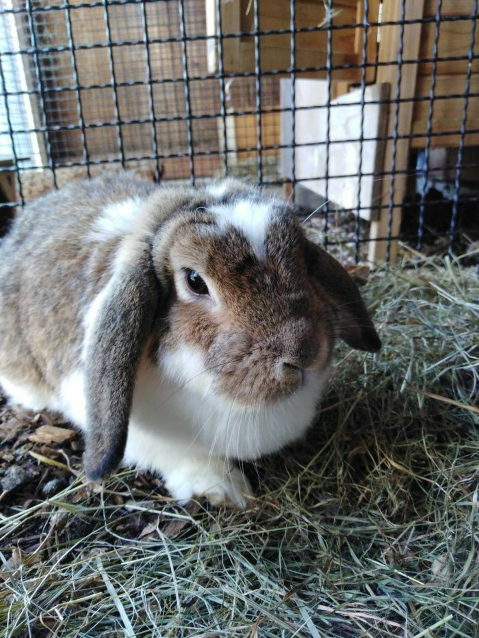 &amp;quot;Wer will mich&amp;quot; aus dem Welser Tierheim: Das freche Schlappohr Marie ...