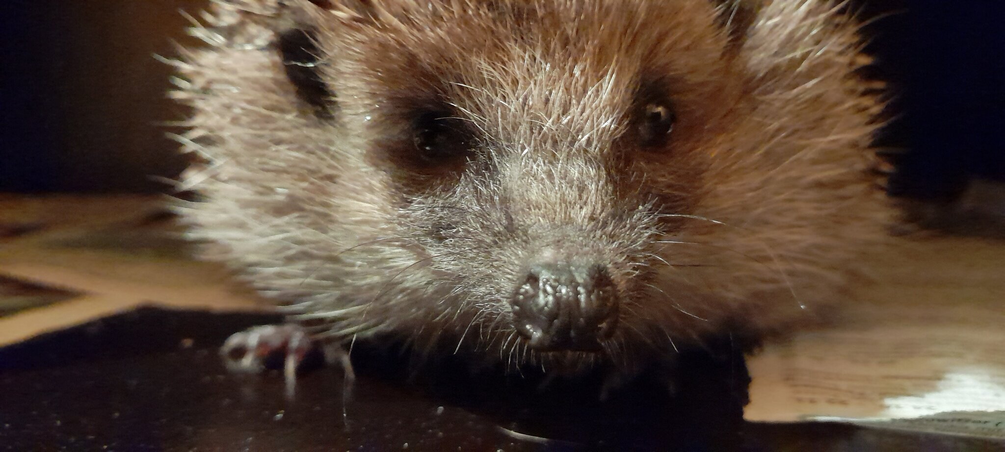 Igelschutz in Tirol Wie helfe ich einem Igel? Tirol