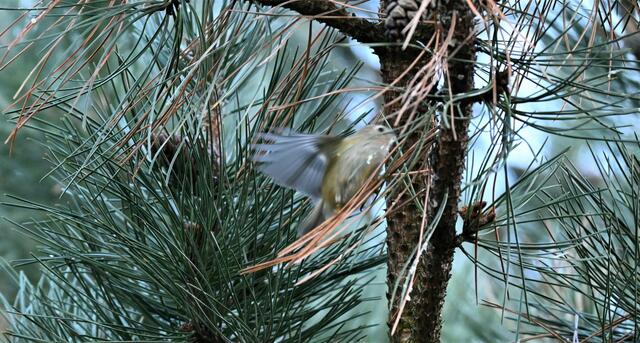 Wintergoldhähnchen alias Federquastl | Foto: Zuzana Kobesova