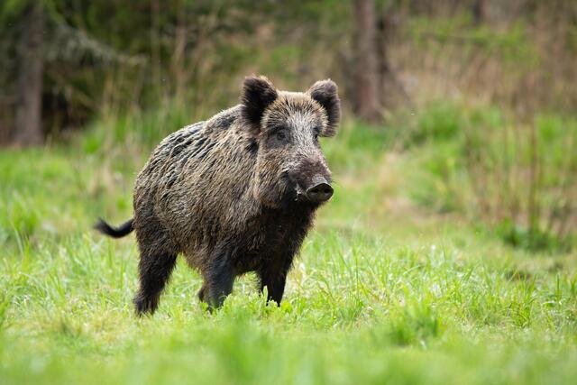 Zehn von 14 Wildschweinfleisch-Proben wiesen ein zu hohen PFAS-Wert auf. | Foto: Panthermedia.net/JakubMrocek