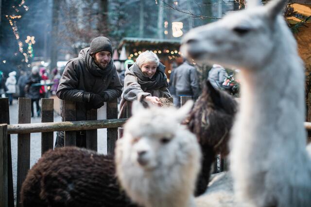 Mit der BezirksRundSchau und MeinBezirk.at zur Waldweihnacht - mit dem 1+1 Gutschein erhalten Leser:innen einen gratis Eintritt! | Foto: Baumkronenweg
