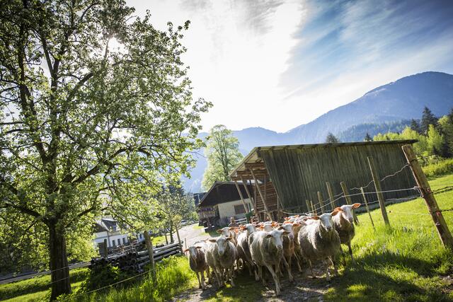 "BioRegion Eisenstraße": Ohne die finanzielle Hilfe der Europäischen Union wären viele Projekte in unserer Region wohl kaum umsetzbar. | Foto: Theo Kust/imagefoto.at