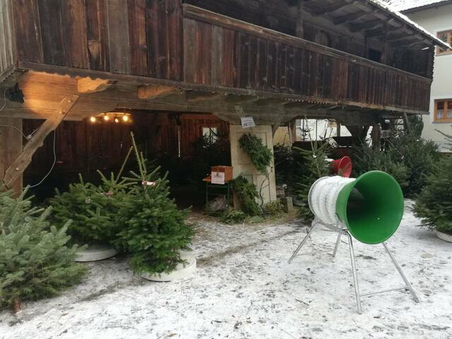 Nordmanntannen gibt es in verschiedenen Varianten und Größen bei Getränke Pichler in Sarleinsbach.  | Foto: Pichler