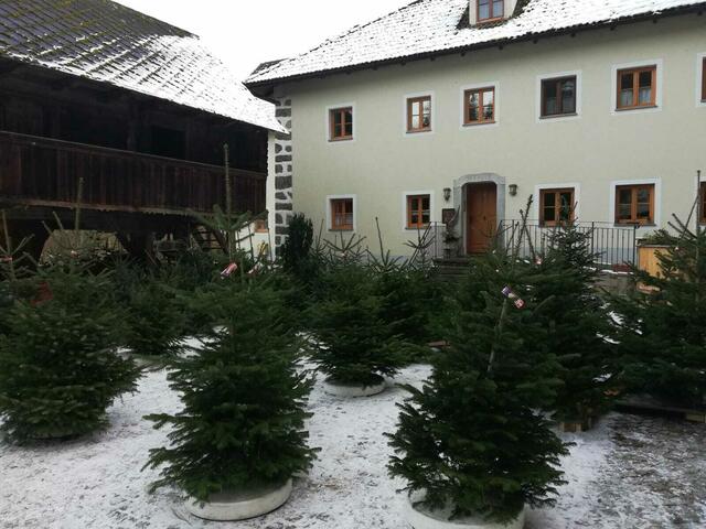 Die Bäume können jederzeit abgeholt werden: Bezahlen bitte nicht vergessen! | Foto: Pichler