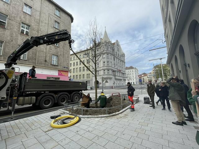 Die Reinprechtsdorfer Straße, liebevoll "Reinpi" genannt, hat jetzt neue Bewohner dazubekommen. Die Rede ist von 32 XL-Bäumen.  | Foto: Tamara Wendtner