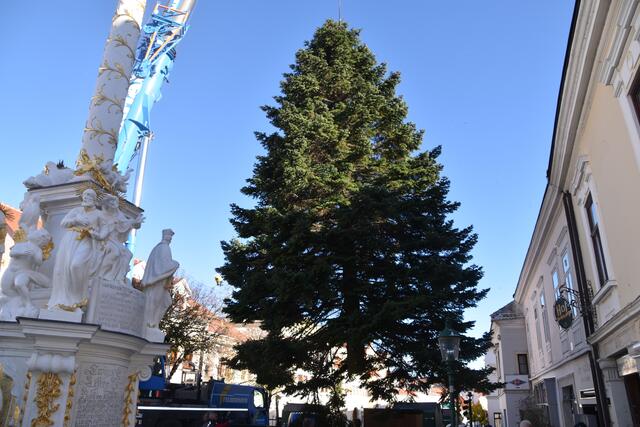 Eine 14 Meter hohe Nordmanntanne ziert heuer die Fußgängerzone in Eisenstadt.  | Foto: Stefan Schneider